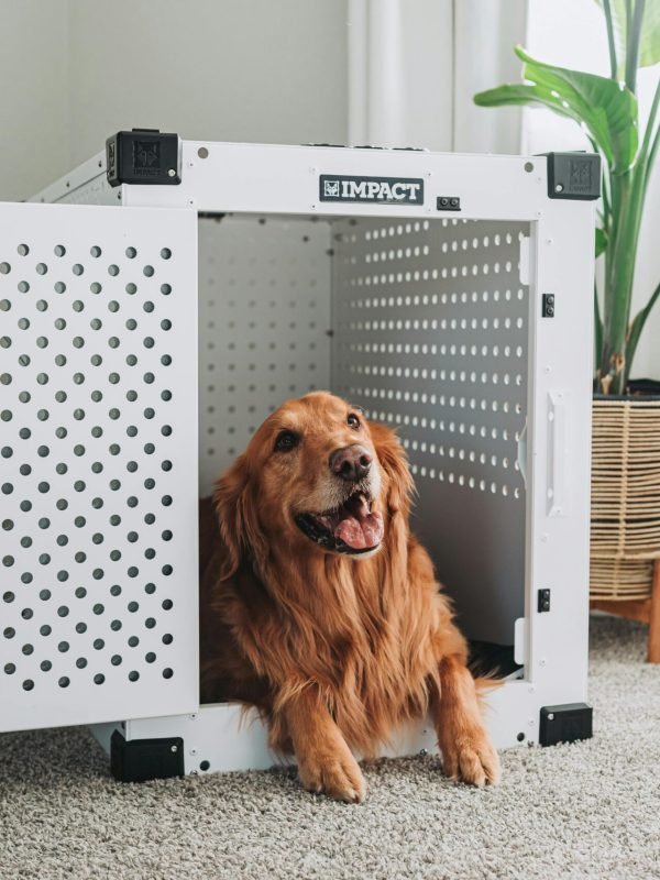 pexels-impact-dog-crates-1789722873-28380665 pexels-impact-dog-crates-1789722873-28380665
